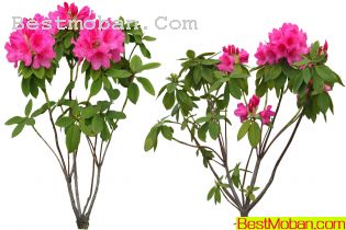 ʻͼƬ04