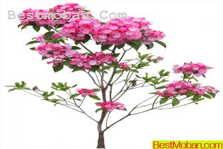 ʻͼƬ011