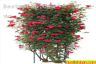ʻͼƬ06