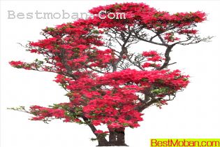 ʻͼƬ01